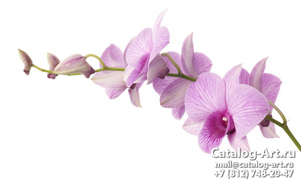 Pink orchids 24